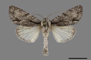 Acronicta intermedia[00118041]