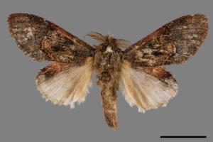 Vaneeckeia pallidifascia centrobrunnea[褐丸舟蛾][00044401]