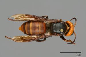 Vespa mandarinia[中華大虎頭蜂][00096472]