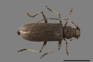 Stromatium longicorne[家天牛][00080312]