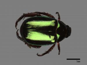 Mimela confucius formosana[綠艷金龜][00084253]