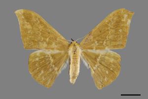 Tanaorhinus formosanus[單點鐮翅青尺蛾][00091732]