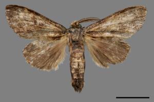 Syntypistis cyanea[青胯白舟蛾][00044681]