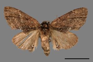 Lophontosia fusca[後角斑舟蛾][00057995]