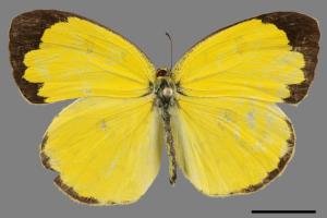 Eurema hecabe hobsoni[荷氏黃蝶][00090916]