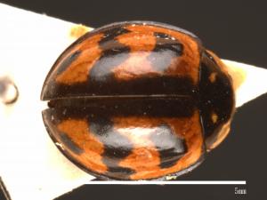 Cheilomenes sexmaculatus[六斑月瓢蟲][00013182]