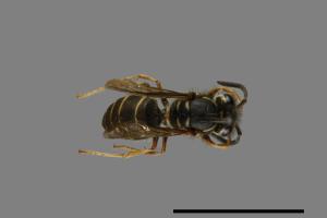 Vespula flaviceps[細黃胡蜂][00073106]