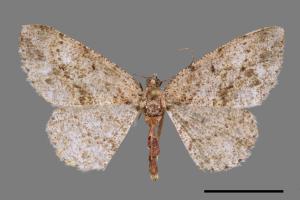 Protoboarmia amabilis[碎齒紋尺蛾][00032585]