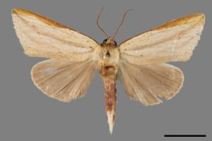 Saliocleta virgata[方角舟蛾][00056225]