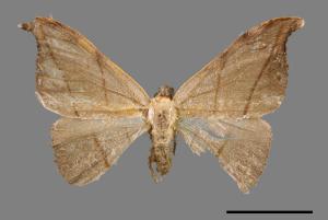 Nordstroemia semililacina[黑點雙帶鉤蛾][00051088]
