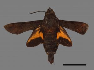 Macroglossum neotroglodytus[灰紋長喙天蛾][00017883]