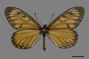 Acraea issoria formosana[細蝶][00093950]