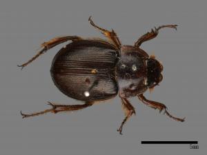 Phaeochrous emarginatus emarginatus[緣邊駝金龜][00081865]