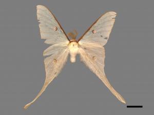 Actias neidhoederi[姬長尾水青蛾][00016386]
