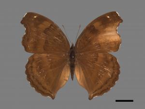 Junonia iphita[黑擬蛺蝶][00027264]