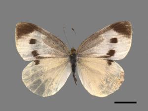 Pieris rapae crucivora[紋白蝶][00090882]