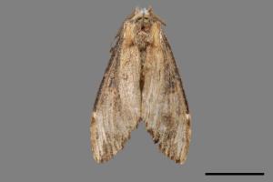 Hexafrenum maculifer maculifer[斑白頸異齒舟蛾][00037920]
