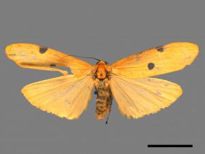 Conilepia nigricosta paiwan[藍緣苔蛾][00057937]