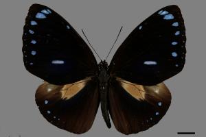 Euploea eunice hobsoni[圓翅紫斑蝶][00014358]