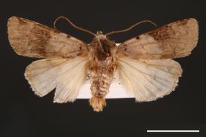 Diarsia nigrafasciata[黑帶歹夜蛾][00000891]