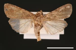 Spodoptera exigua[甜菜夜蛾][00002754]