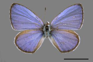 Celastrina lavendularis himilcon[埔里琉璃小灰蝶][00015427]