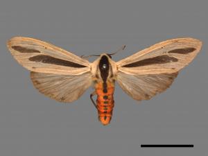 Creatonotos gangis[黑條灰燈蛾][00050565]