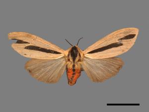 Creatonotos gangis[黑條灰燈蛾][00053906]