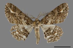 Cleora leucophaea taiwanensis[黃頂黑腰尺蛾][00091645]