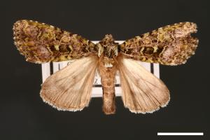 Euplexidia pallidivirens[00001921]