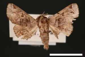Atacira affinis[00003789]