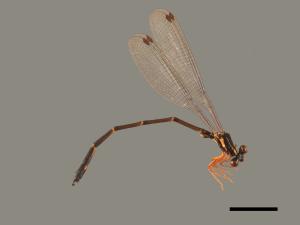 Rhipidolestes aculeatus aculeatus[芽痣蹣蟌][00104043]