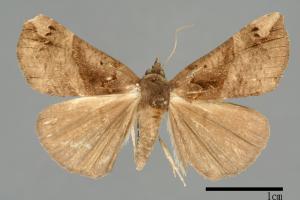 Hypena tenebralis[00009902]