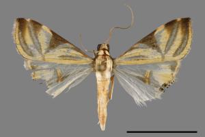 Talanga sexpunctalis[00035142]