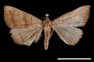<已分類>Genus：Zanclognatha[00011539]