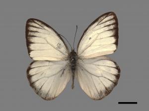 Cepora nadina eunama[淡紫粉蝶][00013976]