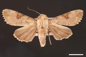 Tiracola plagiata[掌夜蛾][00001209]