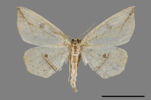 Entomopteryx rubridisca[雙目安尺蛾][00069952]