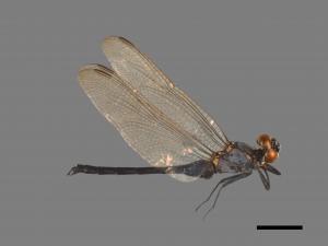 Orthetrum luzonicum[呂宋蜻蜓][00103482]