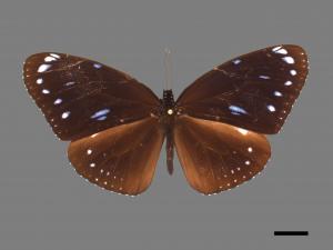 Euploea eunice hobsoni[圓翅紫斑蝶][00090311]