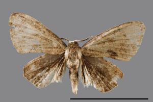 <已分類>Genus：Phazaca[00039854]