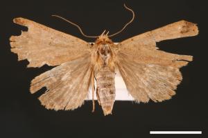 Xylostola indistincta[矇紋夜蛾][00003049]