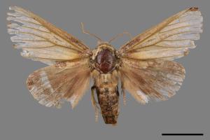 Mesophalera sigmata[下黑舟蛾][00044619]