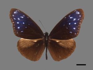 Euploea mulciber barsine[端紫斑蝶][00026740]