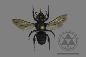 Megachile atrata[00197279]