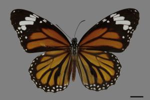 Danaus genutia[黑脈樺斑蝶][00102086]