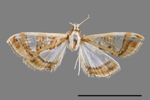 Glyphodes duplicalis[00024141]