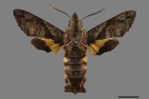 Macroglossum fritzei[佛瑞茲長喙天蛾][00118791]