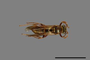 Polistes shirakii[shirakii][00072779]