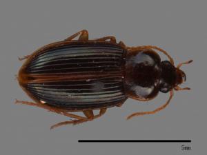 <已分類>Family：Carabidae[步行蟲科][00092682]